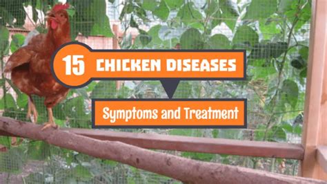 15 Most Common Chicken Diseases, Symptoms and Treatment - Poultry Care Sunday