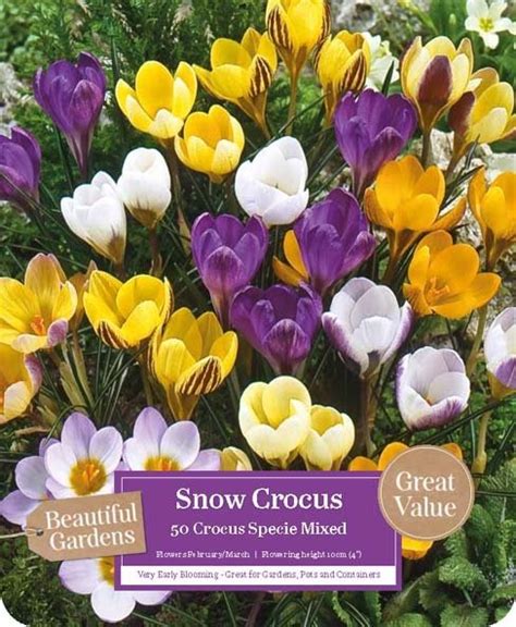 Crocus - Snow Crocus - Pack of 40 - Frosts Garden Centres