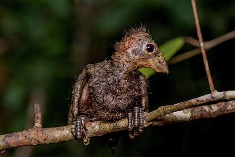 Hoatzin Chick Perched On Branch Showing Claws On Wings, Peru Photograph by Mark Bowler ...