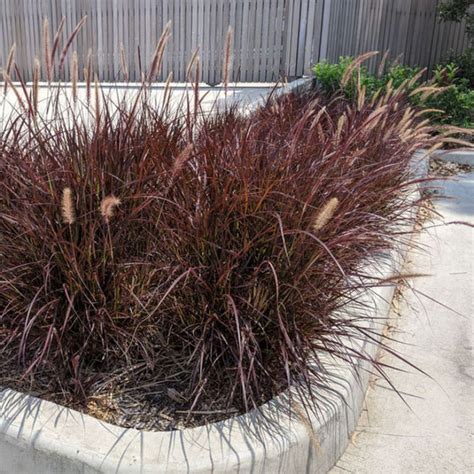 DWARF FOUNTAIN GRASS – The Plant Hub