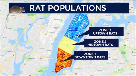 NYC rats are genetically different uptown than downtown; here’s how that difference can improve ...