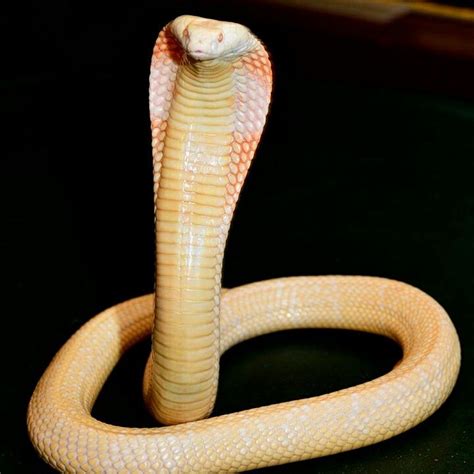 Albino Monocled Cobra during the Venom show. | Cute animals, Bird pictures, Animals