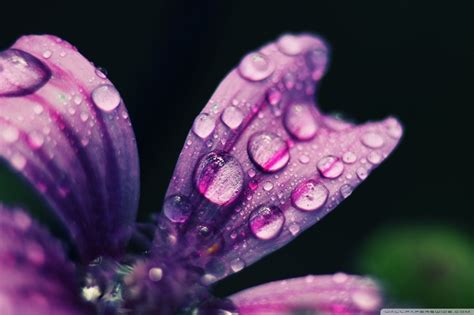 Spring Rain Wallpapers - 4k, HD Spring Rain Backgrounds on WallpaperBat