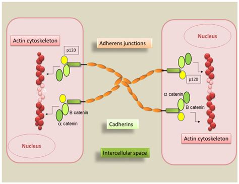 IJMS | Free Full-Text | Cadherin Signaling in Cancer and Autoimmune Diseases