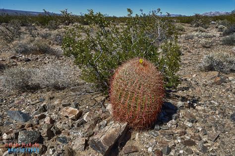 barrel cactus, mojave desert, california | barrel cactus, mo… | Flickr