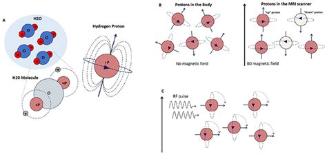 The Physics of MRI and How We Use It to Reveal the Mysteries of the Mind · Frontiers for Young Minds