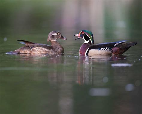 Wood-duck-hen-and-drake - Project Upland