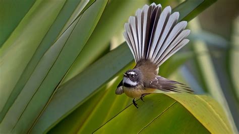 Fantail/pīwakawaka: New Zealand native land birds