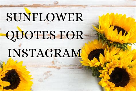 Captivating Sunflower Quotes For Instagram Sunshine