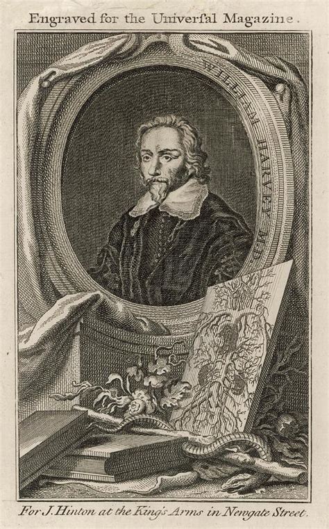 William Harvey (1578-1657) English Drawing by Mary Evans Picture Library - Fine Art America