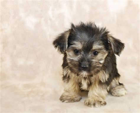 At What Age Do Morkie Puppies Stop Growing