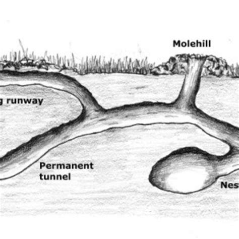 Much Ado About Moles - FineGardening