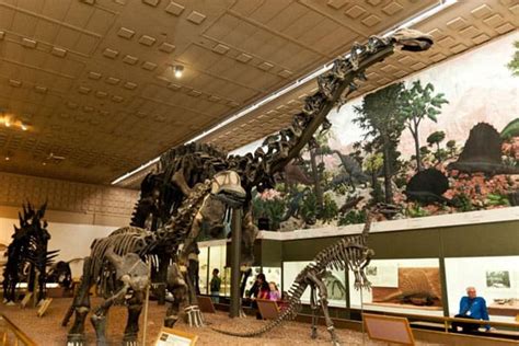 Yale Peabody Museum of Natural History, a University Museum