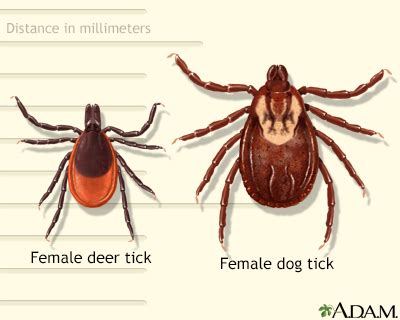 What Happens If A Tick Head Is Stuck In Dog