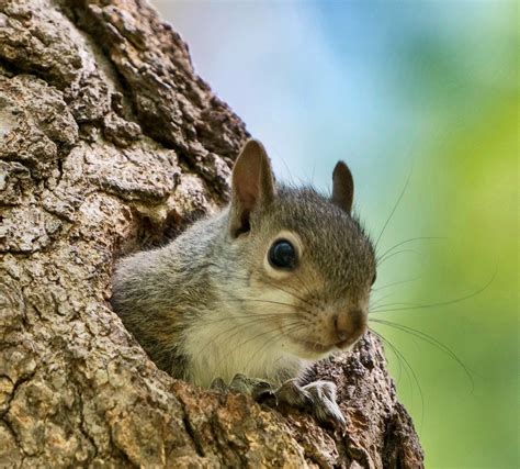 Baby squirrel | Several baby squirrels were hiding in a tree… | Flickr