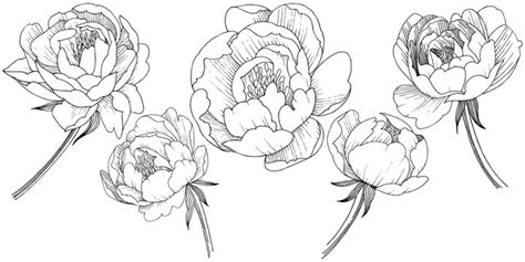 Peony Flower Drawing