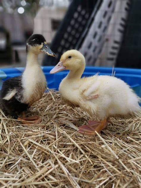 Do Ducks Make Good ‘Pets’? | PETA