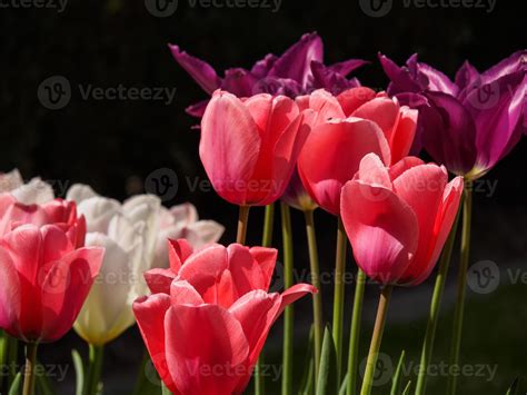 tulips in the garden 10090355 Stock Photo at Vecteezy