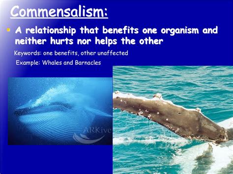 Ecological Relationship: - ppt download