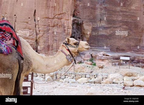 View Of Camel On Rock Stock Photo - Alamy