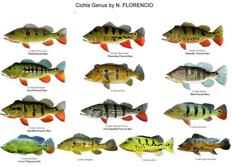 Can anyone name all these Cichla species without looking them up? in 2020 | Cichlids, Freshwater ...