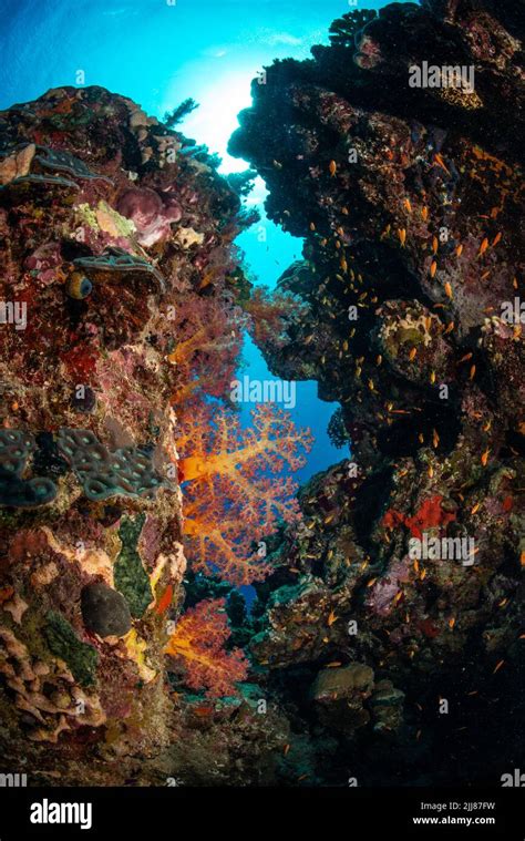 Coral reef scenery Stock Photo - Alamy