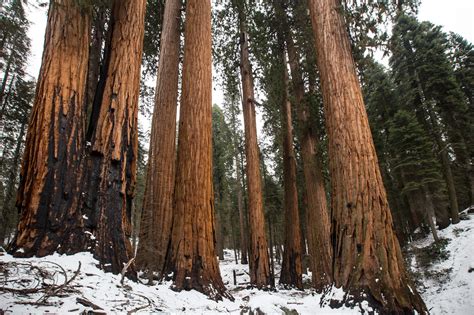 Gigantic Sequoia tree group, USA