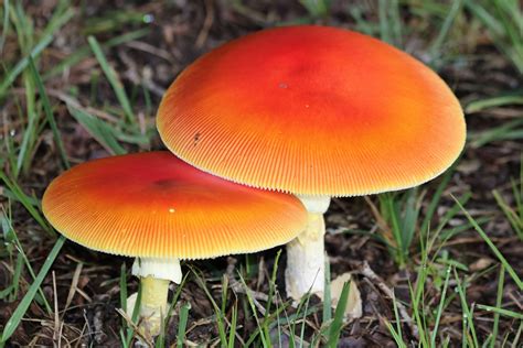 Two Orange Amanita Mushrooms Free Stock Photo - Public Domain Pictures
