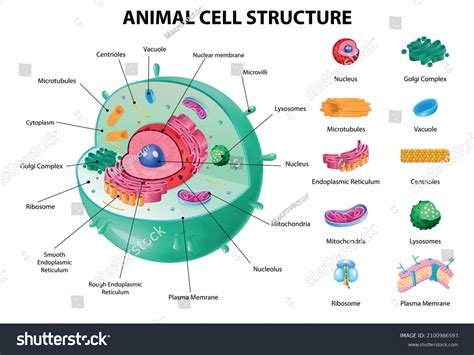 2,755 Animal Cell Labeled Images, Stock Photos, 3D objects, & Vectors ...