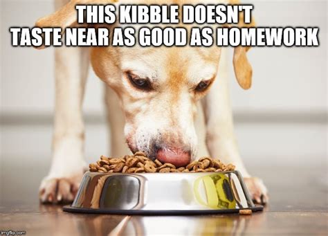 Image tagged in dog eating dog food kibble - Imgflip