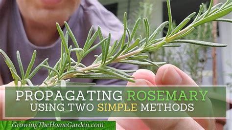 How To Propagate Rosemary: A Step-By-Step Guide - IHSANPEDIA