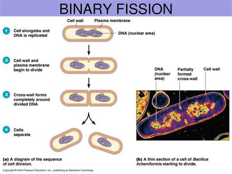 Example of binary fission - dopic