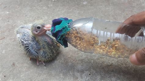 How to Bottle Feeding A Baby Pigeon - YouTube