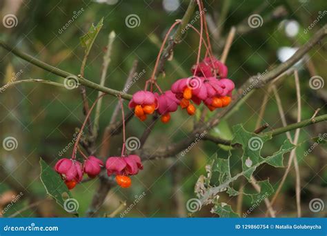 Poisonous Berries of European Spindle, Euonymus Europaeus Stock Photo - Image of poisonous ...