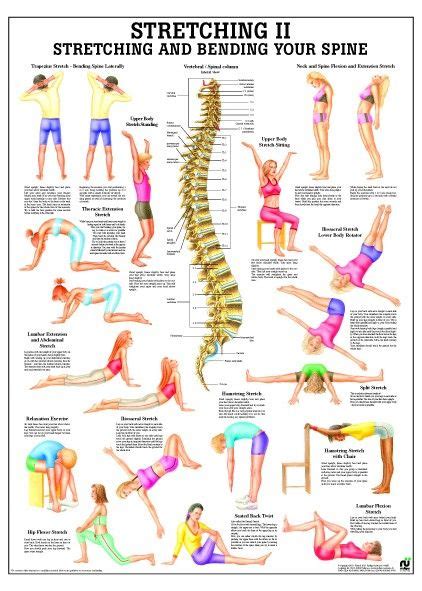 Stretching II Laminated Fitness Poster | Workout posters, Pilates, Gym workout for beginners