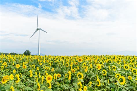 Charms of Hokkaido: Sunflowers & Summer Flowers 2022/2023/2024 l All Japan Tours