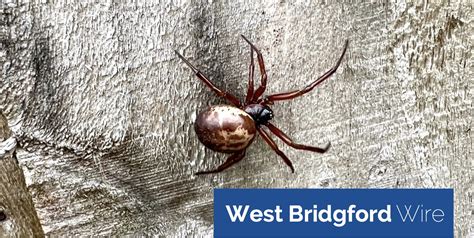 Noble False Widow spider spotted in West Bridgford | West Bridgford Wire