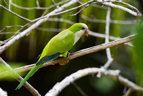 Invasive Species In The Florida Everglades - WorldAtlas