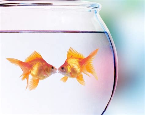 How to Take Care of a Goldfish – Best Blog