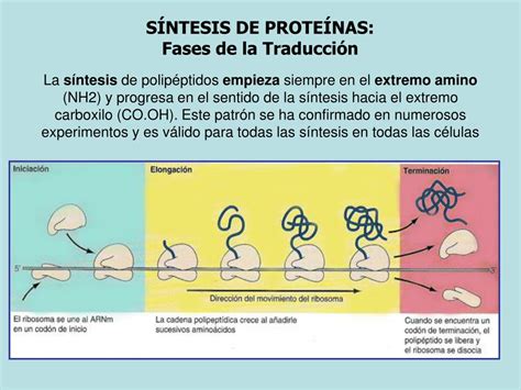 PPT - SÍNTESIS DE PROTEÍNAS PowerPoint Presentation, free download - ID ...