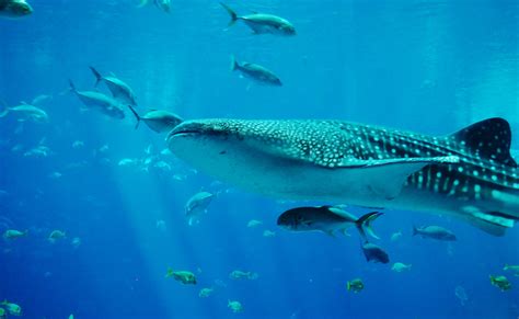 Free Images : water, ocean, underwater, swimming, coral reef, sports, aquarium, jaws, marine ...