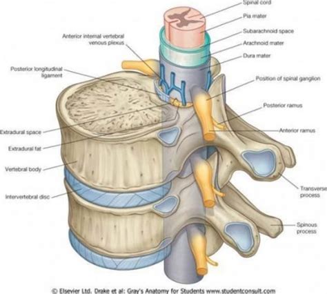 Overview | Spinal CSF Leak Foundation