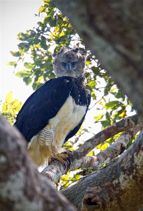 Meet The Harpy Eagle – One Of The Largest Birds In The World | Bored Panda