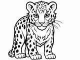 Roaring Jaguar Coloring Sheet  Page sketch template