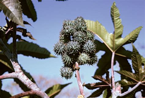 Castor-oil plant | Description, Uses, & Ricin | Britannica