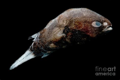 Male Deep-sea Anglerfish Photograph by Danté Fenolio - Fine Art America