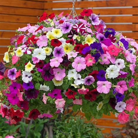 200 Pcs Petunia Hanging Basket Mix Seeds | Etsy