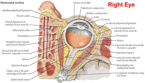 Periorbital cellulitis, Orbital cellulitis, causes, symptoms, diagnosis ...