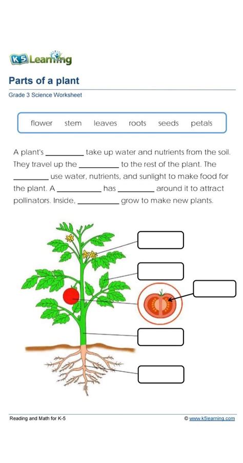 K5 learning grade 3 science worksheet 1 parts of a plant – Artofit