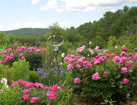 Memories of Summer in Maine - FineGardening